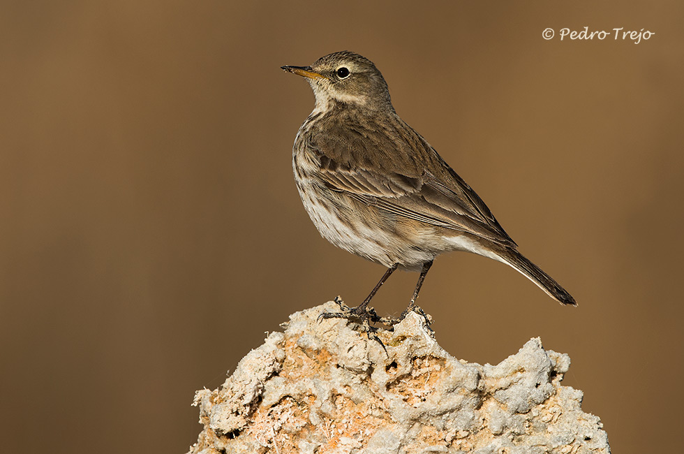 Bisbia alpino (Anthus spinoletta)